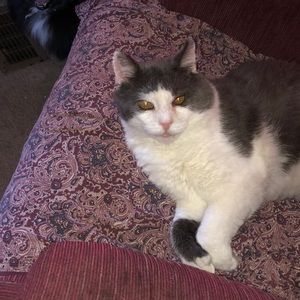 Meet your Posher, Pauline